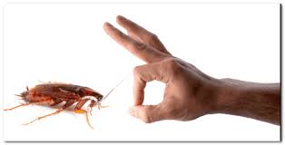 مكافحة الصراصير